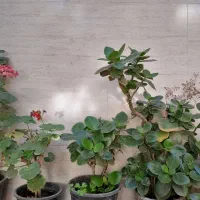 گلهای طبیعی|گل و گیاه طبیعی|نظرآباد, نظرآباد|دیوار