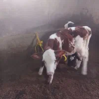 فروش یک گوساله دو رگه سیمیتال هلندی ماده زبل