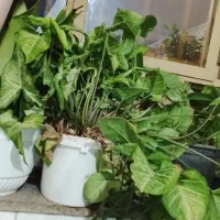 انواع گل|گل و گیاه طبیعی|نقده, |دیوار