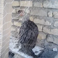 ۲ عدد خروس و ۱ عدد مرغ