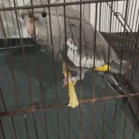 ۳عددعروس هلندی