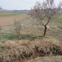 زمین-کشاورزی-درپرکله