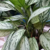 حراج گل|گل و گیاه طبیعی|بابل, |دیوار