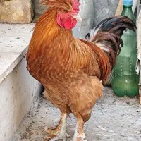 مرغ و خروس کاکلی پاپر نژاد دار تزئینی|حیوانات مزرعه|قم, مهدیه|دیوار