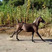 کوره مادیان درجه یک|اسب و تجهیزات اسب‌سواری|سنندج, |دیوار