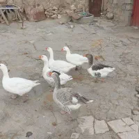 قاز