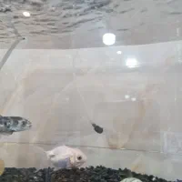 معاوضه ماهی کوی|ماهی|یزد, |دیوار