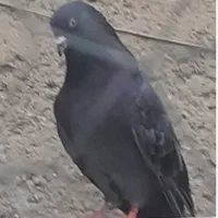 تخم کبوتر برای فروش،تازه