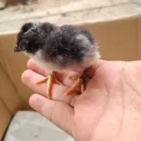 جوجه لاری یک روزه