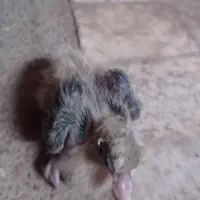یک جفت کفتر با جوجه