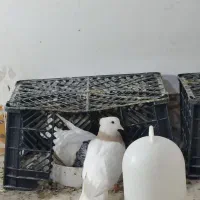 طوقی