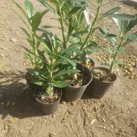 گل و گیاه حراج به قیمت عمده