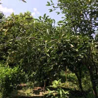 875 متر زمین بافت روستا