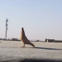 کبوتر ماده ساده اصلی|پرنده|نیشابور, ده حلاج|دیوار