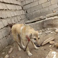 توله سگ  نگهبان