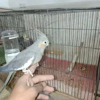 جفت عروس هلندی|پرنده|یزد, |دیوار