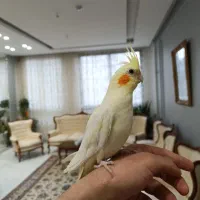 عروس هلندی دستی با قفس و لوازم