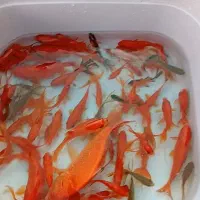 گلدفیش و دم جارویی