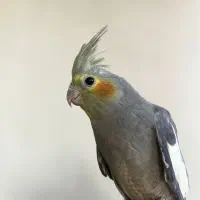 فروش عروس هلندی سینامون