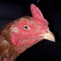 خروس لاری برزیلی|حیوانات مزرعه|باینگان, |دیوار