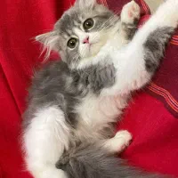 واگذاری پرشین های زیبا|گربه|اصفهان, سیچان|دیوار