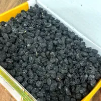 کشمش انگور شرابی بدون هسته|خوردنی و آشامیدنی|کاشمر, |دیوار