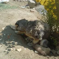 سگ هاسکی|سگ|سلماس, |دیوار