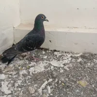 کفتر زاغ و چاپی