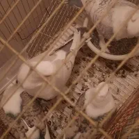 کبوتر بلژیکی اصل نوک قنار پرشی زینتی با جوجه باقفس|پرنده|فردیس, فردیس|دیوار