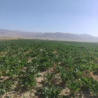 اجاره-6-هکتار-زمین-کشاورزی