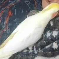 یک عدد عروس هلندی نر گمشده|پرنده|پرند, فاز ۰|دیوار