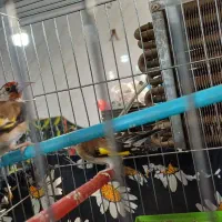 سهره قفسی یکساله معاوضه با خروس‌مرغ لاری