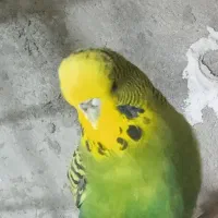 یک عدد مرغ عشق انگلیسی ماده