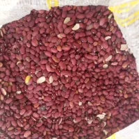 لوبیا قرمز ریز