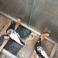 کفتر سینه سیاه|پرنده|شیراز, دشت چنار|دیوار