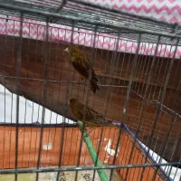 فروش قناری نر و ماده