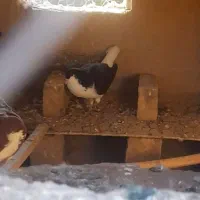 سه عدد نر پرشی|پرنده|بجنورد, |دیوار