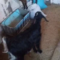 سلام سه بزغاله ماده بایک بز|حیوانات مزرعه|بیرجند, |دیوار