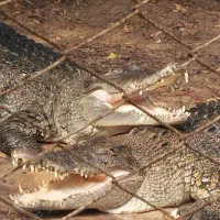 تور گشت جزیره