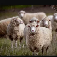 یه راس نری چاق برا کشتن