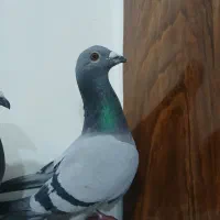 دوبر|حیوانات|اردبیل, |دیوار