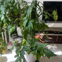 گل های شاداب|گل و گیاه طبیعی|شیراز, لاله|دیوار