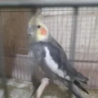 قناری عروس هلندی|پرنده|قرچک, مهدیه|دیوار