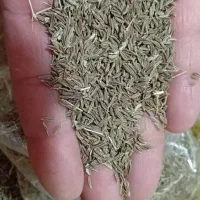 فروش زیره سبز|خوردنی و آشامیدنی|شیراز, شهرک مهرگان|دیوار