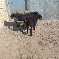 گوسفند بره دار|حیوانات مزرعه|بشاریات, |دیوار