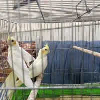 عروس هلندی|پرنده|قم, طلاب غیر ایرانی|دیوار