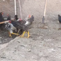 نیمچه رسمی