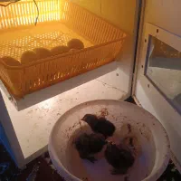 دستگاه جوجه کشی|لوازم جانبی حیوانات|رفسنجان, |دیوار