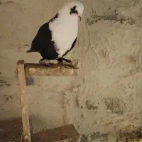 ۱۳۰۰|حیوانات|رامهرمز, |دیوار