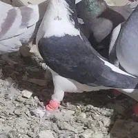 کفتر گم شده